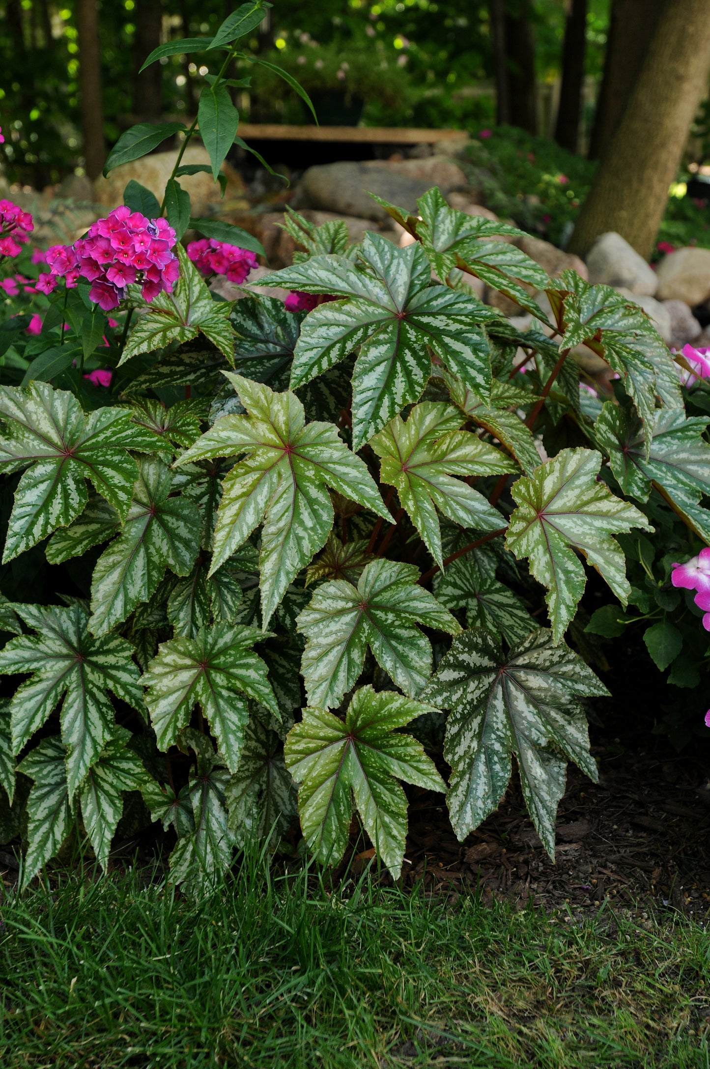Begonia x hybrida 'Gryphon' -- Begonia 'Gryphon'