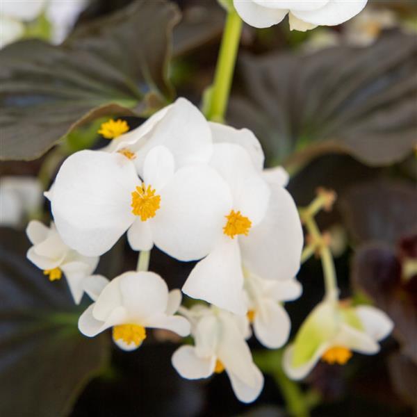 Begonia x benariensis 'BIG White Bronze Leaf' -- Begonia 'BIG White Bronze Leaf'