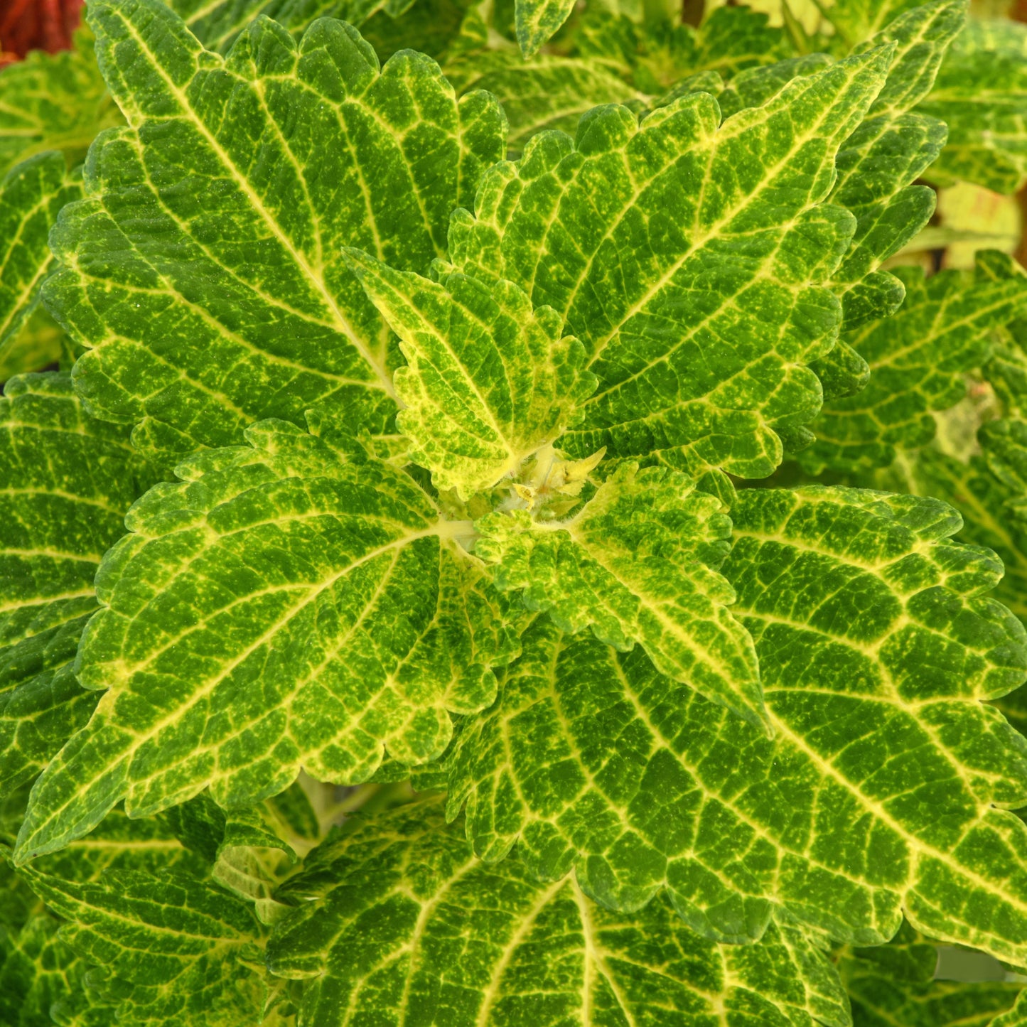 Solenostemon scutellarioides 'ChargedUp Electric Lime' -- Coleus 'ChargedUp Electric Lime'