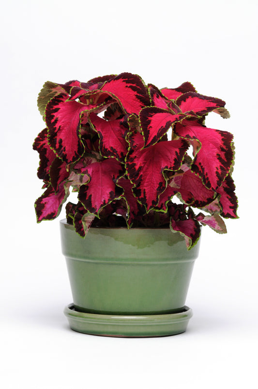 Solenostemon scutellarioides 'Premium Sun Chocolate Covered Cherry' -- Coleus 'Premium Sun Chocolate Covered Cherry'