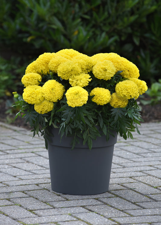 Tagetes erecta Marigold 'Marvel II' -- Marigold 'Marvel II'
