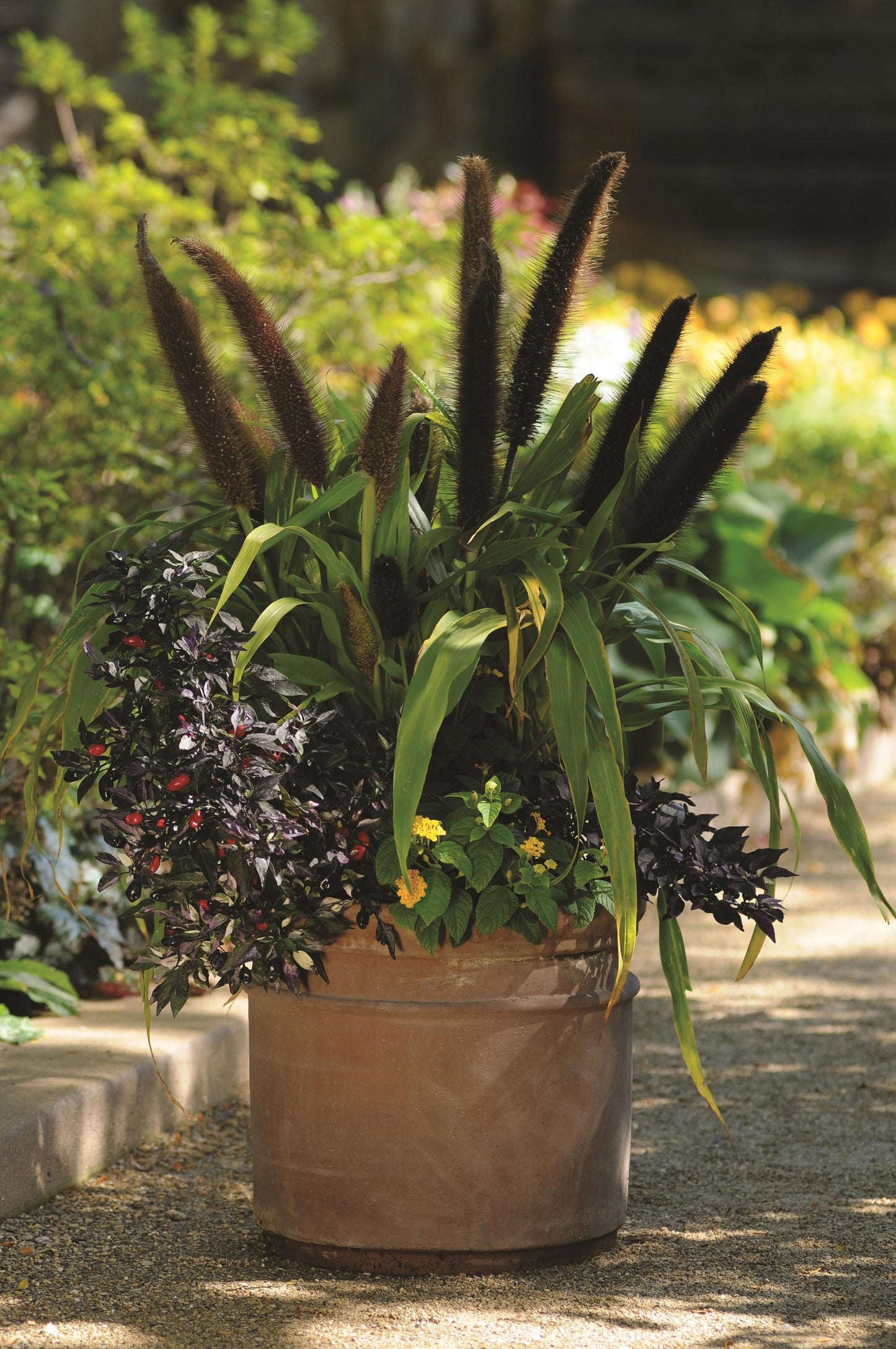Pennisetum glaucum 'Jade Princess' -- Ornamental Millet 'Jade Princess'