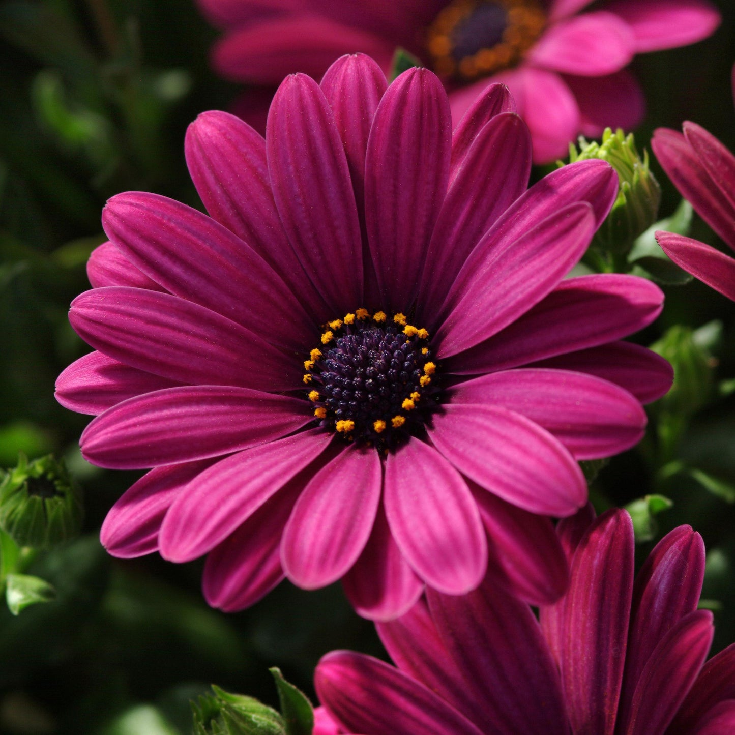 Osteospermum ecklonis 'Serenity Dark Purple' -- African Daisy 'Serenity Dark Purple'