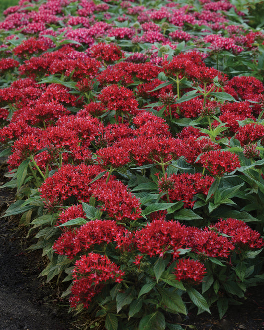 Pentas lanceolata 'Lucky Star Dark Red' -- Pentas 'Lucky Star Dark Red'