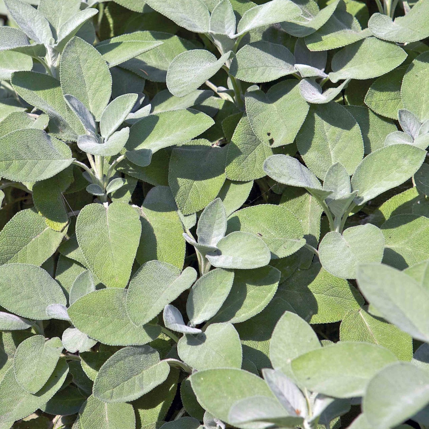 Salvia officinalis 'Berggarten' -- Sage 'Berggarten'