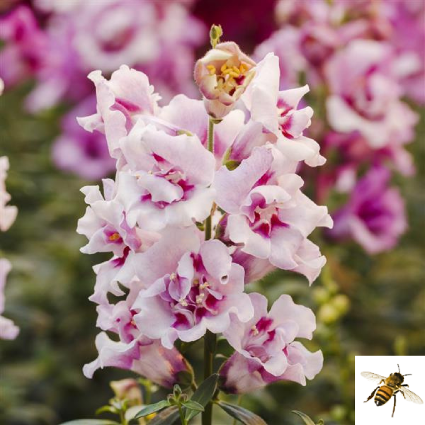 Antirrhinum majus 'Twinny Orchid' -- Snapdragon 'Twinny Orchid'