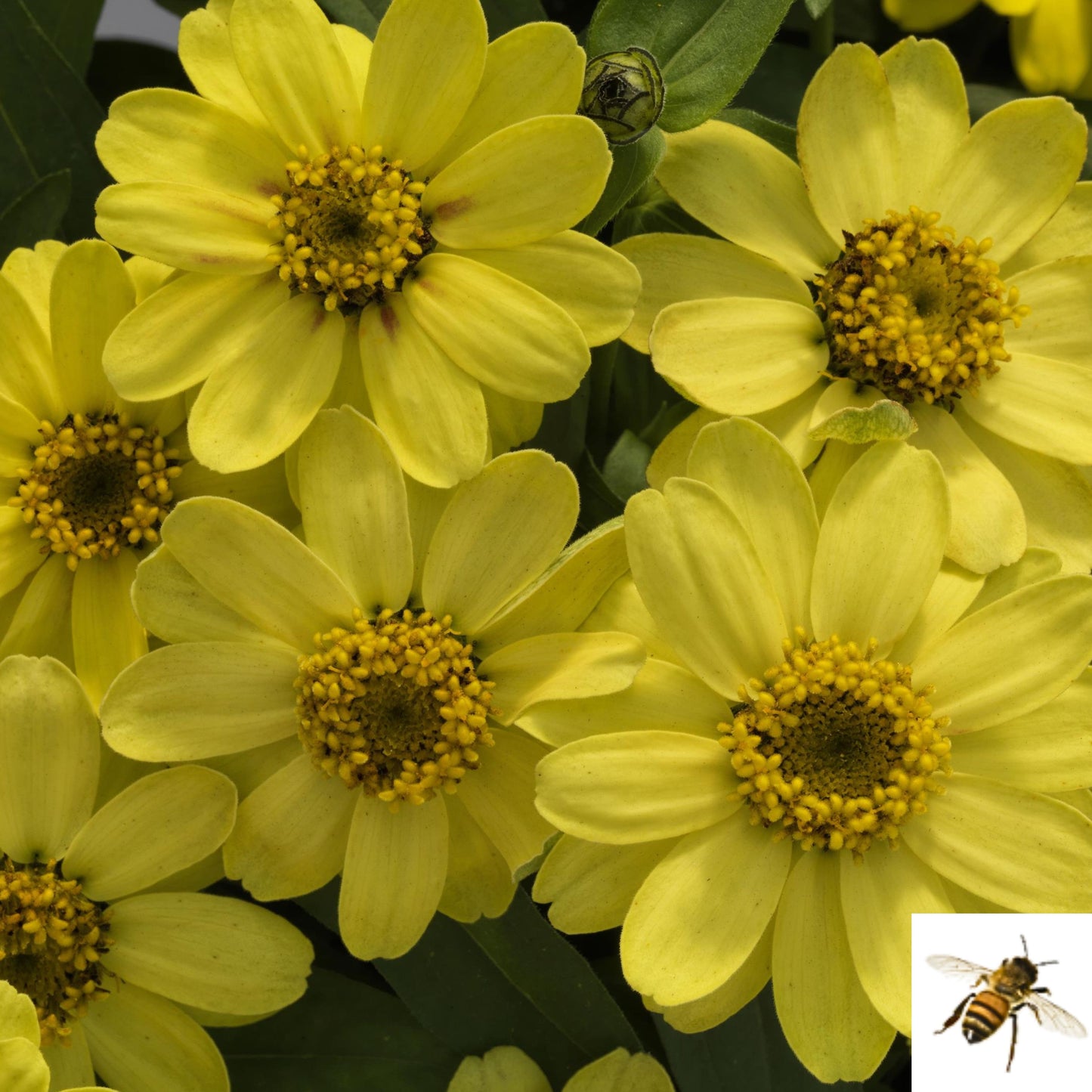 Zinnia hybrida 'Profusion Lemon' -- Zinnia 'Profusion Lemon'