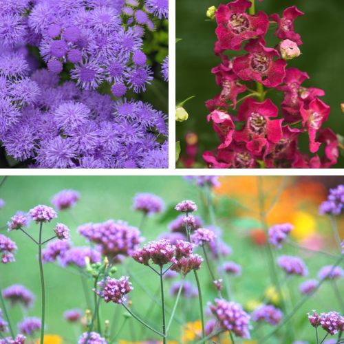 Colorful Combinations