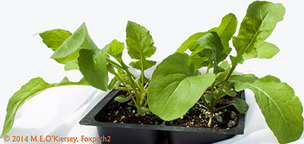 Eruca sativa 'Astro' -- Arugula 'Astro'