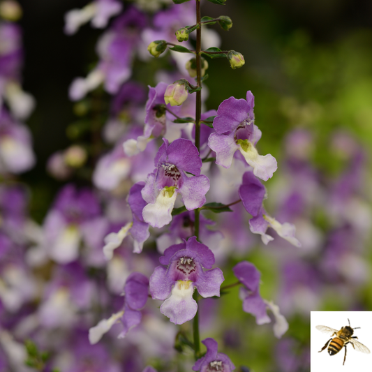 Angelonia angustifolia 'Archangel Blue Bicolor' -- Angelonia 'Archangel Blue Bicolor'