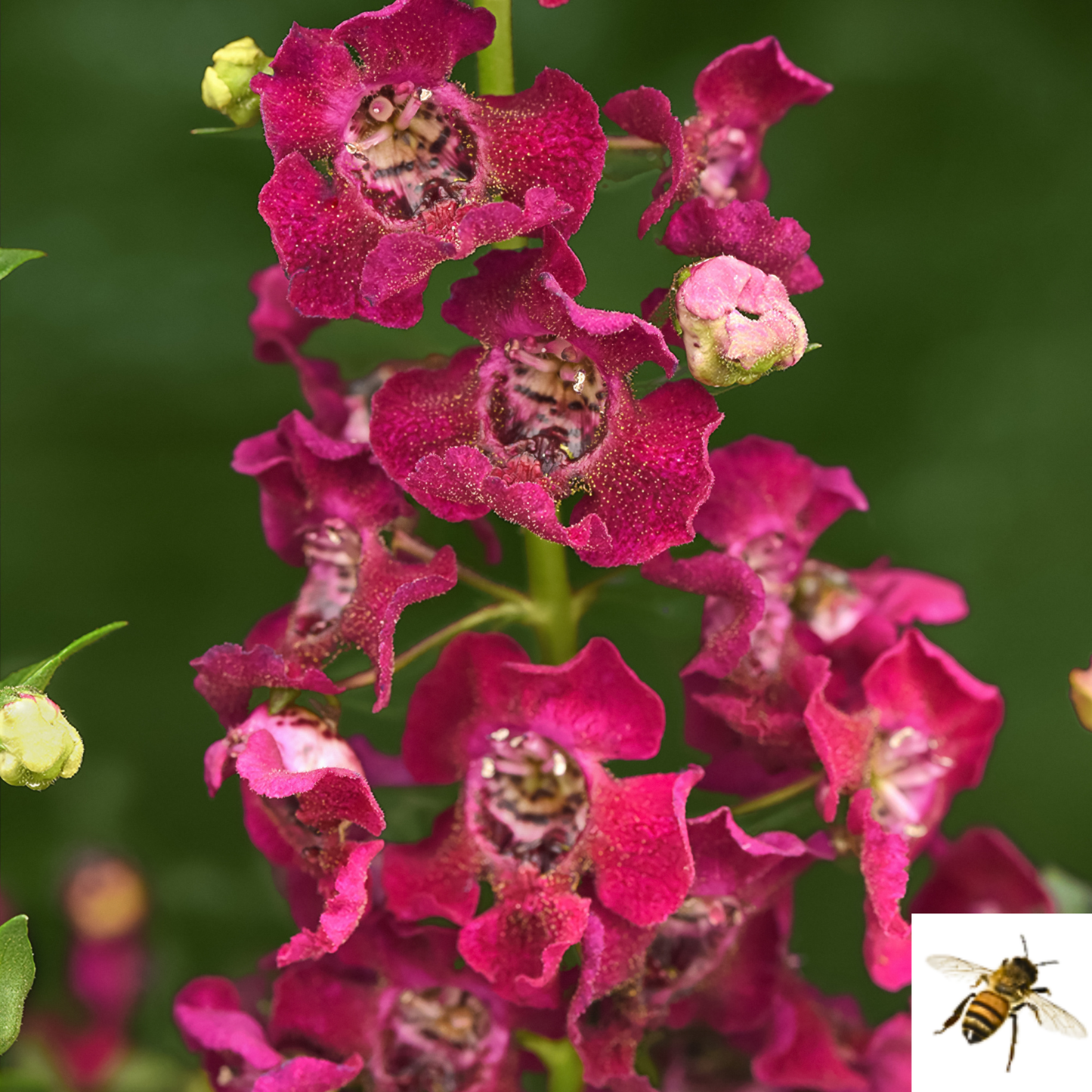 Angelonia angustifolia 'Archangel Fuchsia' -- Angelonia 'Archangel Fuchsia'