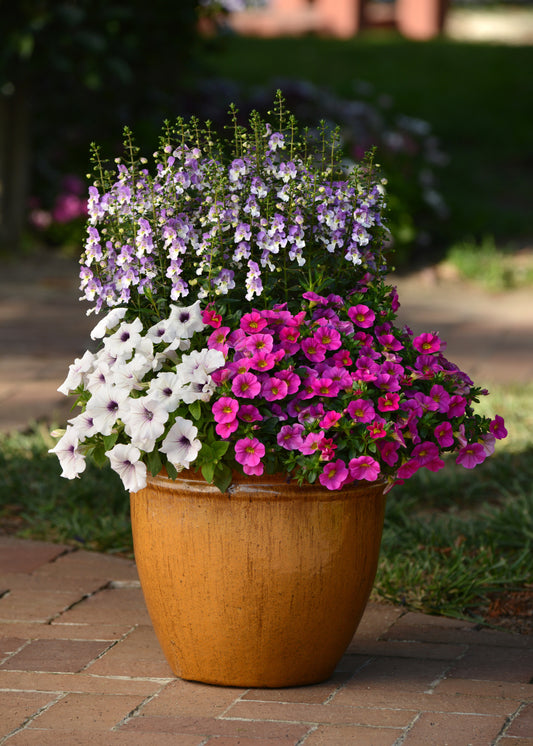 Angelonia angustifolia 'Archangel Blue Bicolor' -- Angelonia 'Archangel Blue Bicolor'