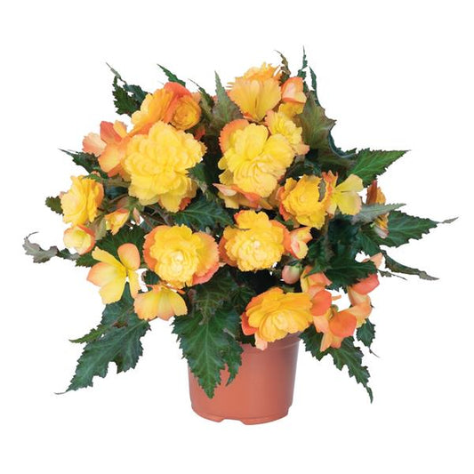 Begonia boliviensis 'I'Conia First Kiss Del Sol' -- Begonia 'I'Conia First Kiss Del Sol'