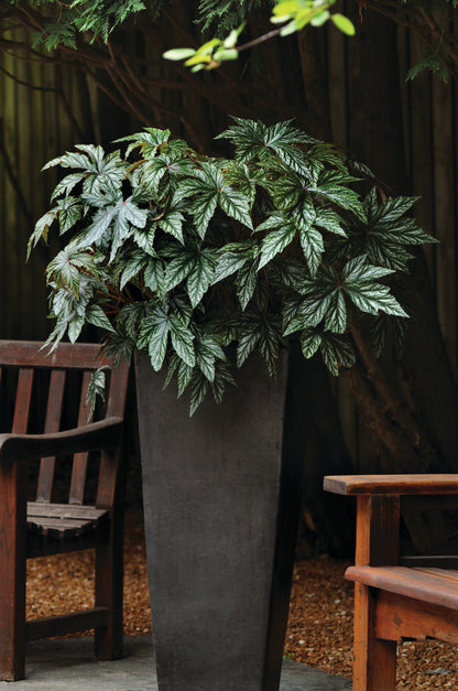 Begonia x hybrida 'Gryphon' -- Begonia 'Gryphon'