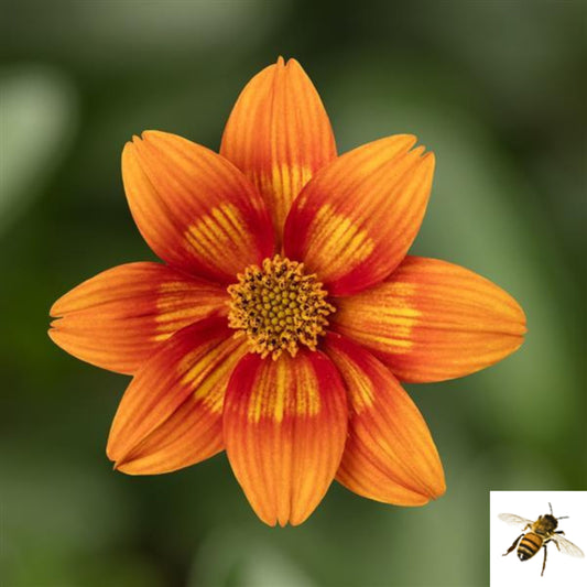 Bidens ferulifolia 'Brazen Glowing Sky' -- Bidens 'Brazen Glowing Sky'