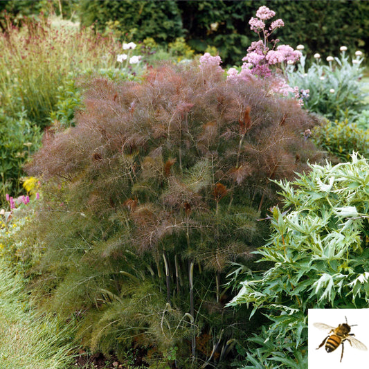 Foeniculum vulgare 'Purpureum' -- Bronze Fennel