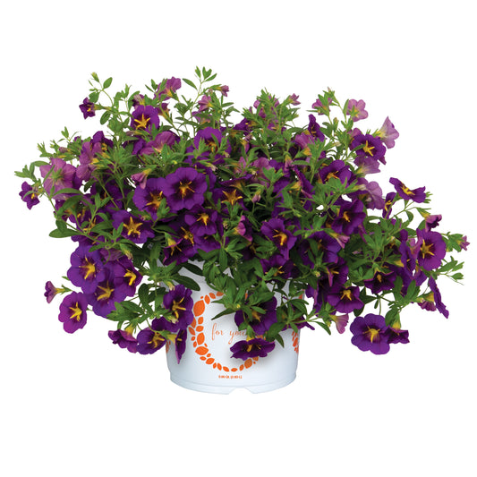 Calibrachoa x hybrida 'Bloomtastic Purple Cartwheel' -- Calibrachoa 'Bloomtastic Purple Cartwheel'