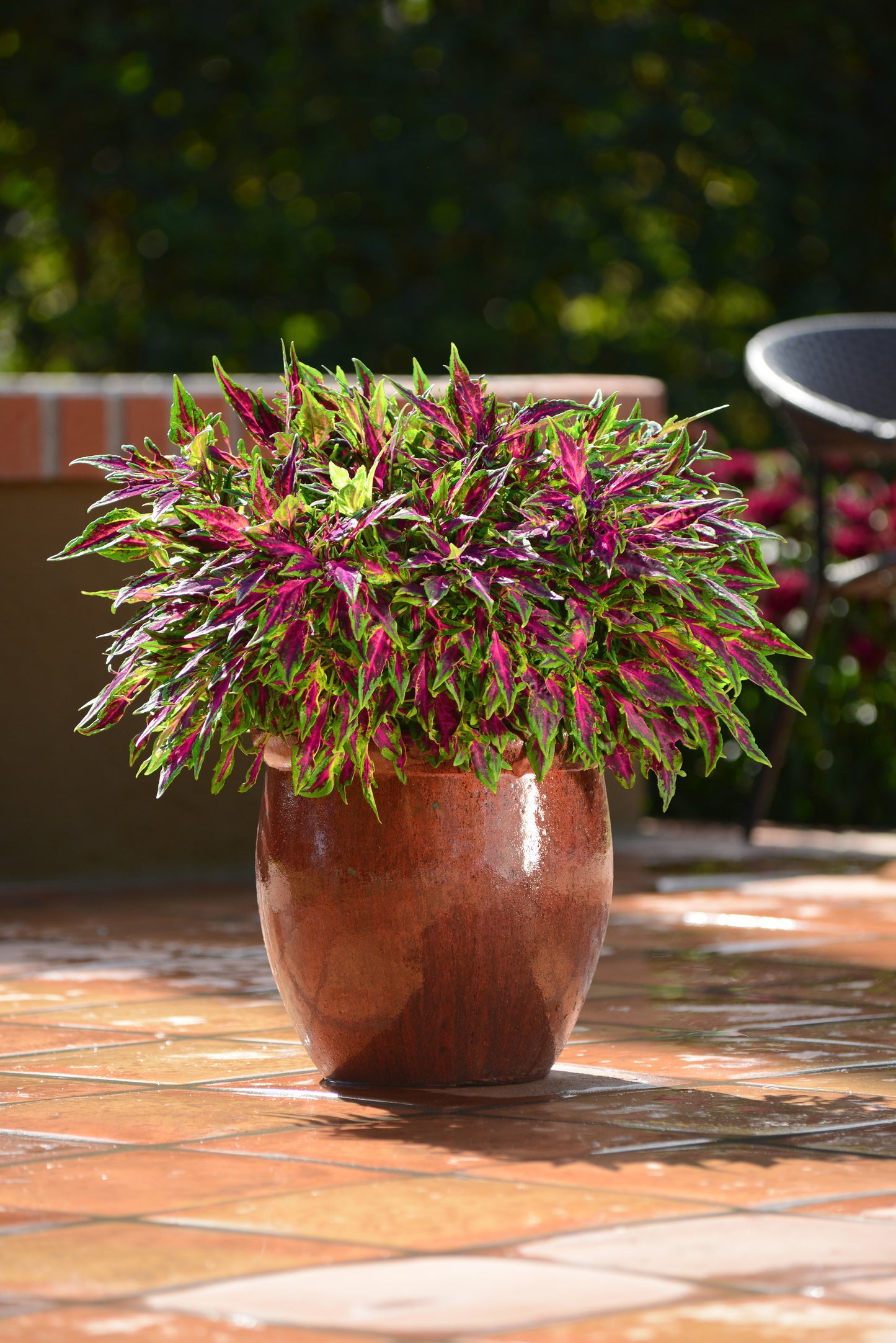 Solenostemon scutellarioides 'FlameThrower Chili Pepper' -- Coleus 'FlameThrower Chili Pepper'