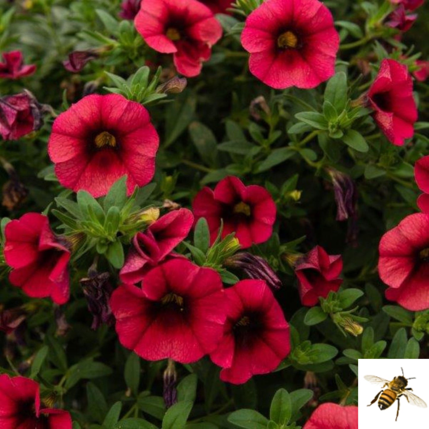 Calibrachoa x hybrida 'Bloomtastic Chili Pepper' -- Calibrachoa 'Bloomtastic Chili Pepper'