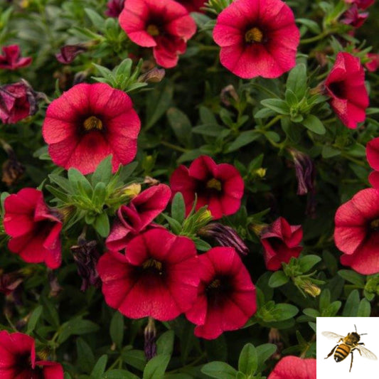Calibrachoa x hybrida 'Bloomtastic Chili Pepper' -- Calibrachoa 'Bloomtastic Chili Pepper'