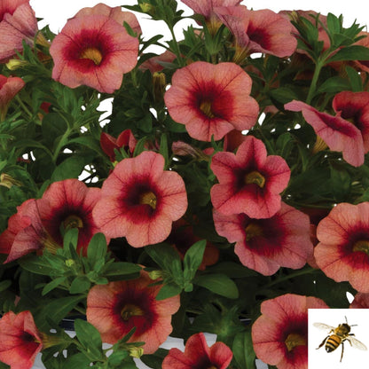 Calibrachoa x hybrida 'Bloomtastic Peach Grenadine Improved' -- Calibrachoa 'Bloomtastic Peach Grenadine Improved'