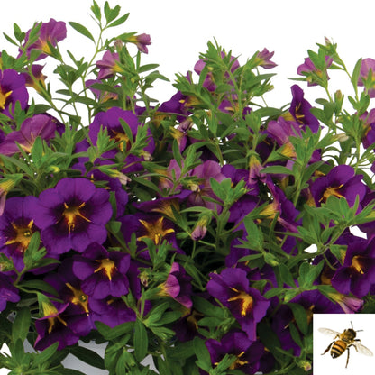 Calibrachoa x hybrida 'Bloomtastic Purple Cartwheel' -- Calibrachoa 'Bloomtastic Purple Cartwheel'