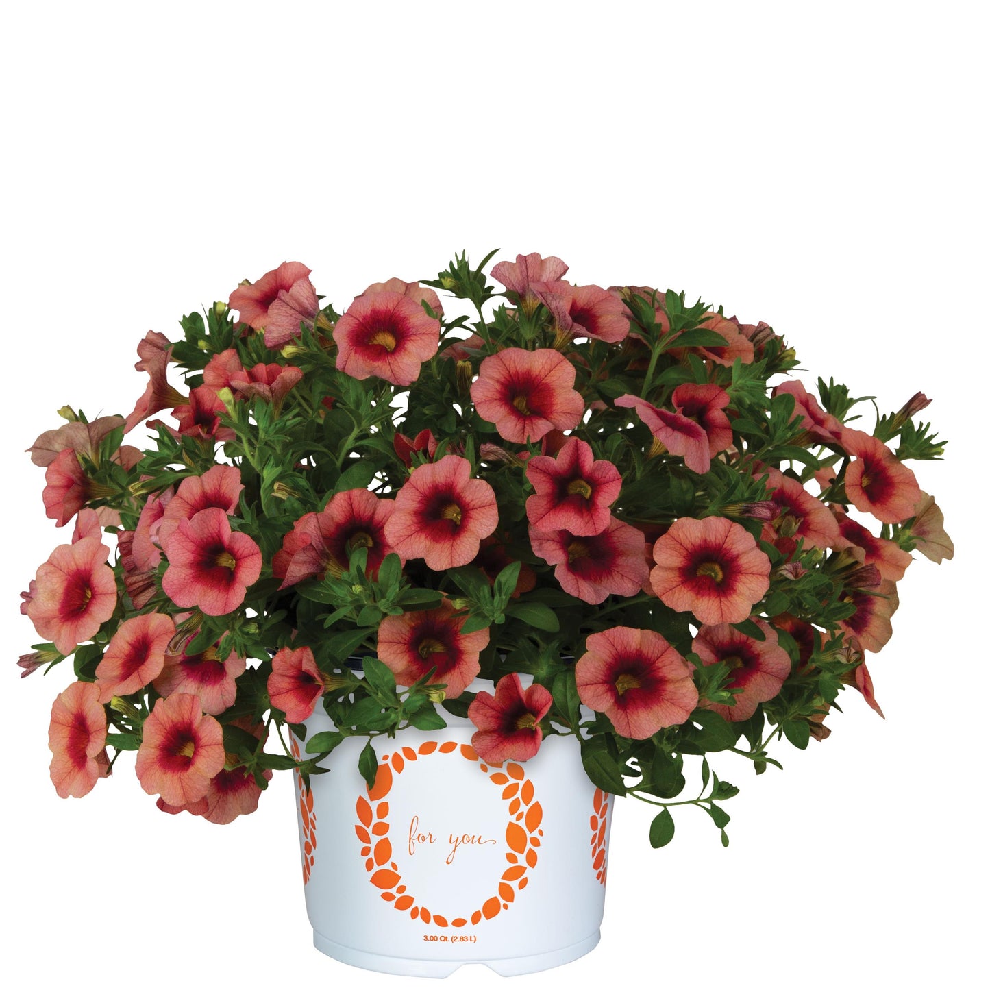 Calibrachoa x hybrida 'Bloomtastic Peach Grenadine Improved' -- Calibrachoa 'Bloomtastic Peach Grenadine Improved'