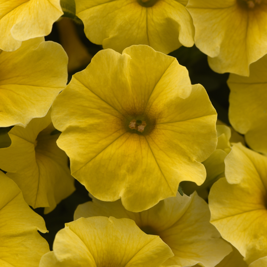Calibrachoa x Petunia 'Caliburst™ Yellow' -- Petchoa 'Caliburst™ Yellow'
