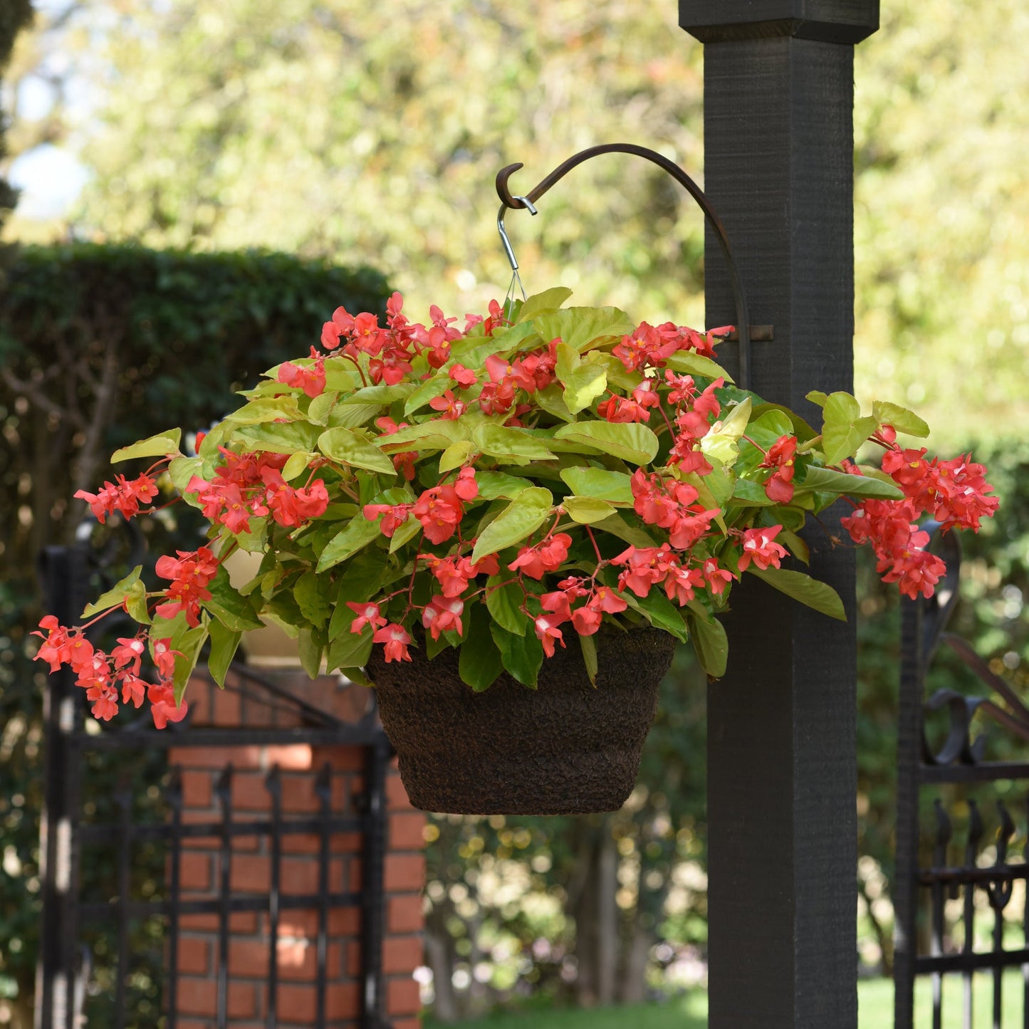 Begonia x hybrida 'Canary Wings' -- Begonia 'Canary Wings'