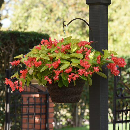Begonia x hybrida 'Canary Wings' -- Begonia 'Canary Wings'