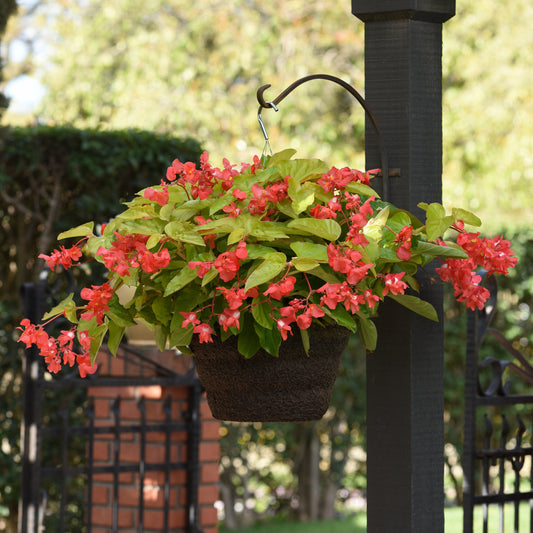 Begonia x hybrida 'Canary Wings' -- Begonia 'Canary Wings'