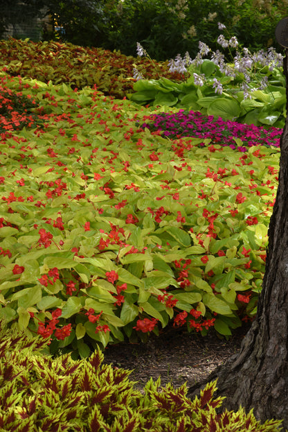 Begonia x hybrida 'Canary Wings' -- Begonia 'Canary Wings'