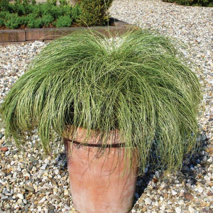 Carex comans 'ColorGrass Amazon Mist' -- Carex 'ColorGrassAmazon Mist'