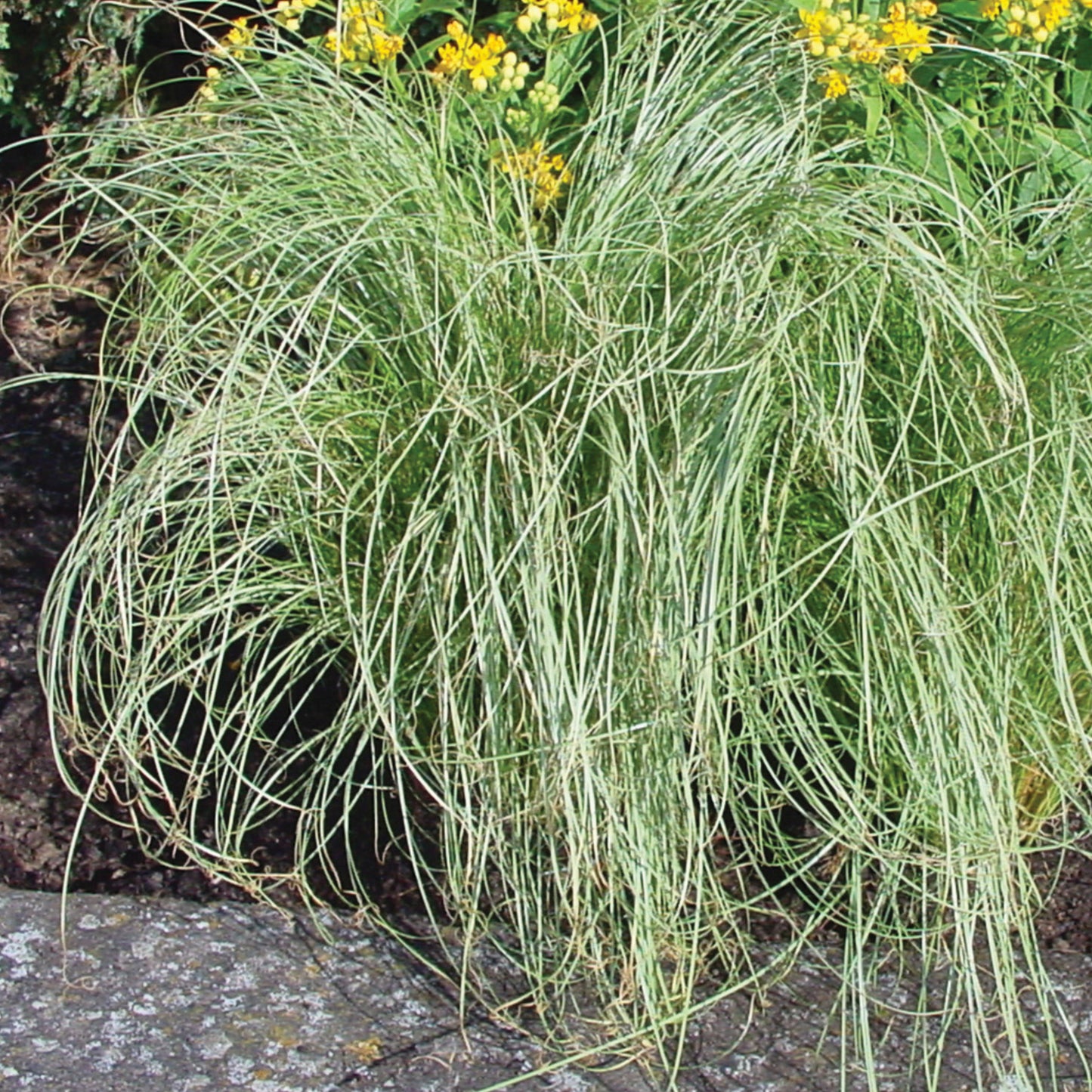 Carex comans 'ColorGrass Amazon Mist' -- Carex 'ColorGrassAmazon Mist'