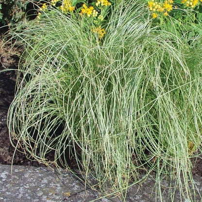 Carex comans 'ColorGrass Amazon Mist' -- Carex 'ColorGrassAmazon Mist'