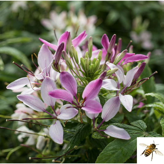 Cleome hassleriana 'Clementine Blush' -- Cleome 'Clementine Blush'