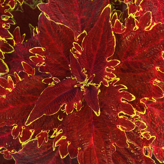 Solenostemon scutellarioides 'ChargedUp Vulcan' -- Coleus 'ChargedUp Vulcan'