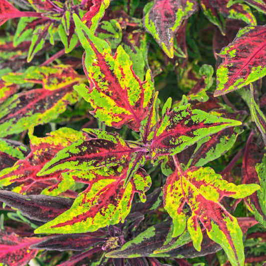 Solenostemon scutellarioides 'FlameThrower Chili Pepper' -- Coleus 'FlameThrower Chili Pepper'