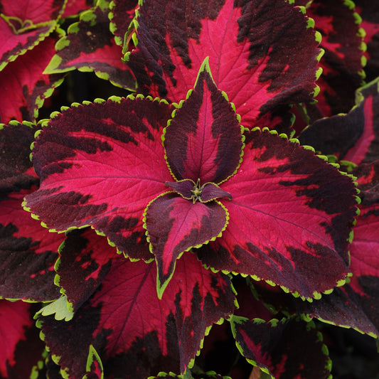 Solenostemon scutellarioides 'Premium Sun Chocolate Covered Cherry' -- Coleus 'Premium Sun Chocolate Covered Cherry'