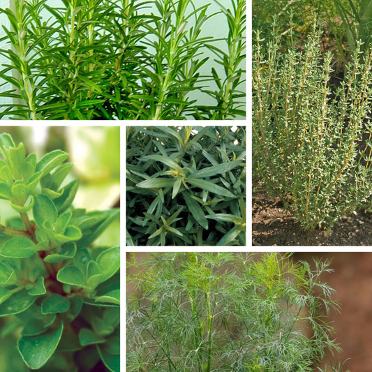 Continental Classics Herb Kit