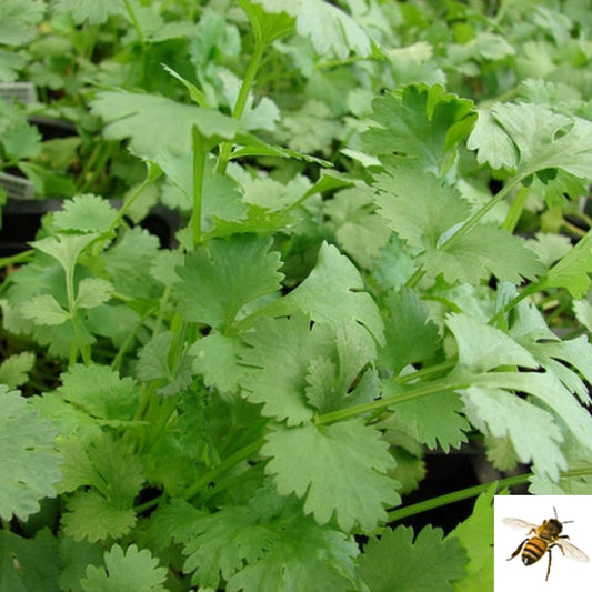 Coriandrum sativum 'Santo' -- Cilantro 'Santo'