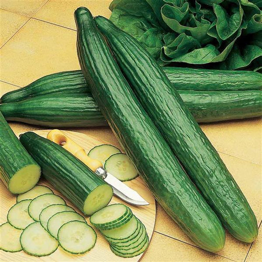 Cucumis sativus 'Telegraph Improved' -- Cucumber 'Telegraph Improved'