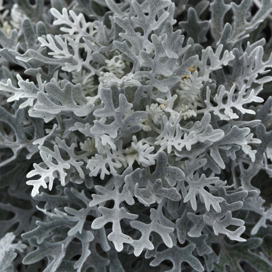 Cineraria maritima 'Silverdust' -- Dusty Miller  'Silverdust'