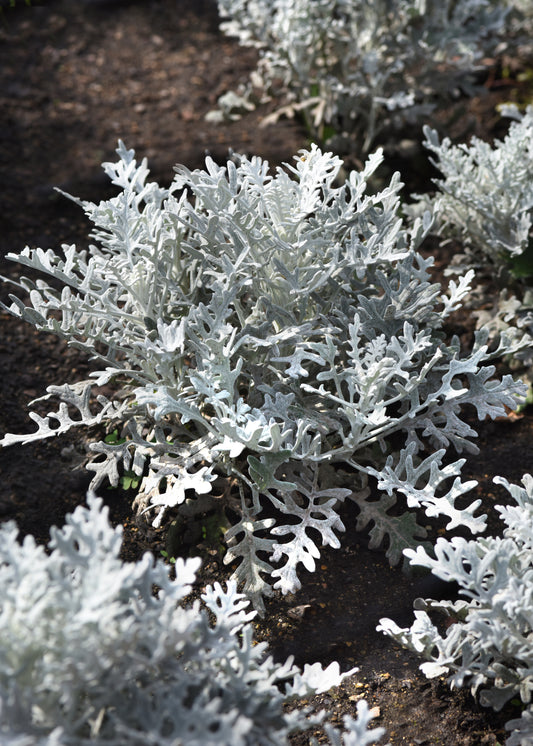 Cineraria maritima 'Silverdust' -- Dusty Miller  'Silverdust'