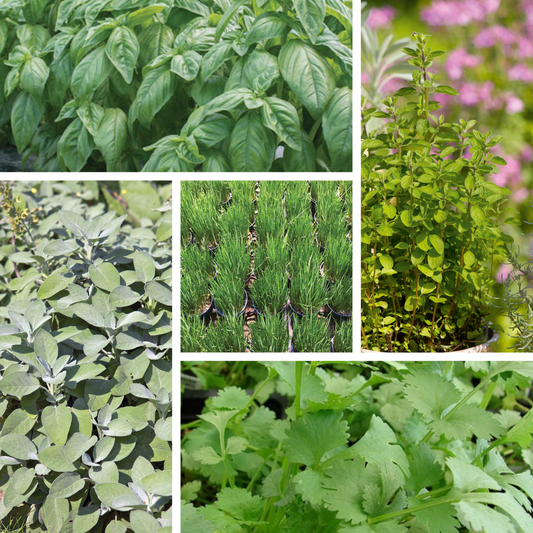 Essential Eats Herb Kit