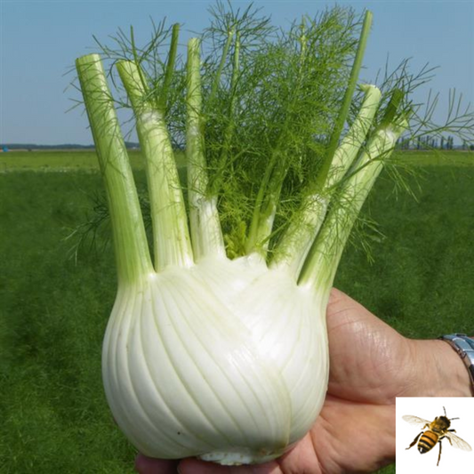 Foeniculum vulgare  -- Fennel 'Dragon'