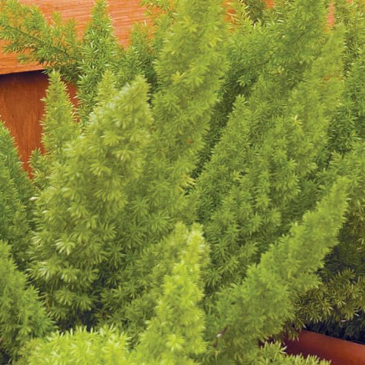 Asparagus densiflorus 'Myerii' -- Foxtail Fern