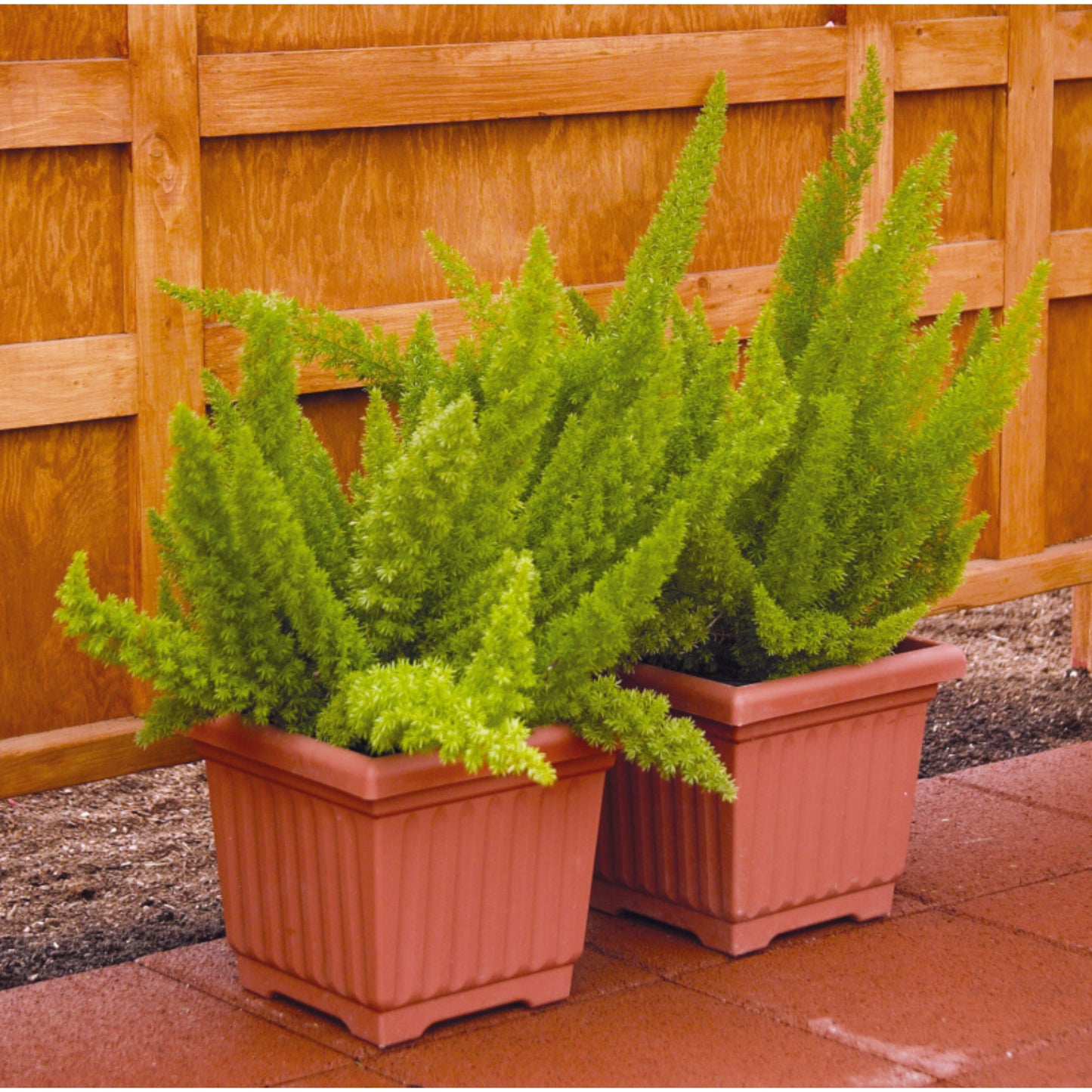 Asparagus densiflorus 'Myerii' -- Foxtail Fern