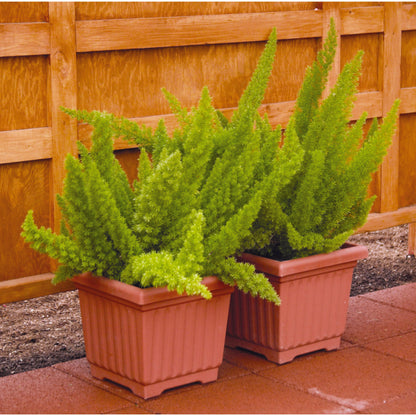 Asparagus densiflorus 'Myerii' -- Foxtail Fern