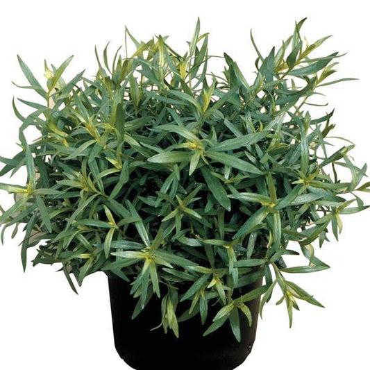 Artemisia dracunculus var. sativa -- French Tarragon